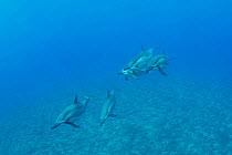 Hawaiian spinner dolphins (Stenella longirostris longirostris) off Kekaha Kai State Park, Mahaiula, North Kona, Hawaii. Central Pacific Ocean. Cropped image.