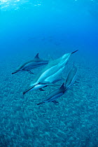Hawaiian spinner dolphins (Stenella longirostris longirostris) off Kekaha Kai State Park, Mahaiula, North Kona, Hawaii, Central Pacific Ocean.