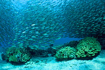 Scuba diver films school of Bigeye scad (Selar crumenopthalmus) Keauhou Bay, Kona, Hawaii, Hawaiian Islands. Central Pacific ocean. March 2010. Model released.