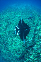 Researcher Mark Deakos using a video camera with laser spotting lights to record the identification pattern (unique pattern of spots on underside) of a Reef manta ray (Manta alfredi) Makalawena, Kona,...