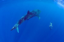 Mami LeMaster free-diving with Whale shark (Rhincodon typus) Kona Coast, Hawaii, Hawaiian Islands. Central Pacific Ocean. Model released.