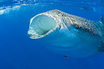 Whale shark (Rhincodon typus) with mouth open to feed; vestigial teeth visible in lower jaw. Photographer Deron Verbeck in background. Kona Coast, Hawaii, Hawaiian Islands. Central Pacific Ocean. Mode...
