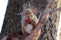 Japanese squirrel (Sciurus lis) eating a walnut , Mount Yatsugatake, Nagano Prefecture, Japan, January. Endemic species.