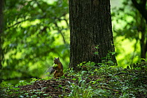 Japanese squirrel (Sciurus lis) carrying a walnut , Mount Yatsugatake, Nagano Prefecture, Japan, August. Endemic species.