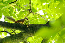 Japanese squirrel (Sciurus lis) carrying Walnut (Juglans ailantifolia), Mount Yatsugatake, Nagano Prefecture, Japan, July. Endemic species.