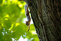 Japanese squirrel (Sciurus lis) stretching, Mount Yatsugatake, Nagano Prefecture, Japan, August. Endemic species.