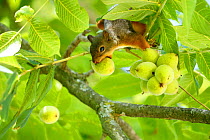 Japanese squirrel (Sciurus lis) carrying Walnut (Juglans ailantifolia), Mount Yatsugatake, Nagano Prefecture, Japan, August. Endemic species.