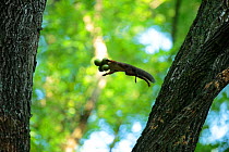 Japanese squirrel (Sciurus lis)  jumping from tree to tree with four Walnut (Juglans ailantifolia) in its mouth, Mount Yatsugatake, Nagano Prefecture, Japan, August. Endemic species.