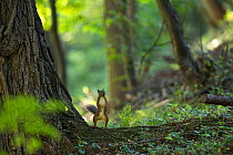 Japanese squirrel (Sciurus lis) standing alert, on hind legs, Mount Yatsugatake, Nagano Prefecture, Japan, August. Endemic species.