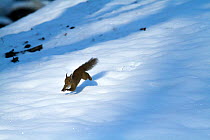 Japanese squirrel (Sciurus lis) running on snow, Mount Yatsugatake, Nagano Prefecture, Japan, January. Endemic species.