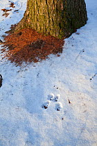 Japanese squirrel (Sciurus lis) footprint  in snow, Mount Yatsugatake, Nagano Prefecture, Japan, January. Endemic species.