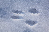 Japanese squirrel (Sciurus lis) footprint in snow, Mount Yatsugatake, Nagano Prefecture, Japan, January. Endemic species.