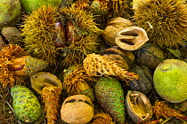 Collection of food eaten Japanese squirrel (Sciurus lis) including chestnuts, Walnut (Juglans ailantifolia), pine cones, Mount Yatsugatake, Nagano Prefecture, Japan, October. Endemic species.