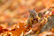Japanese squirrel (Sciurus lis) feeding on walnut in autumn leaves , Mount Yatsugatake, Nagano Prefecture, Japan, November. Endemic species.