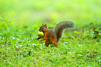 Japanese squirrel (Sciurus lis) carrying Walnut (Juglans ailantifolia) fruit, Mount Yatsugatake, Nagano Prefecture, Japan, August. Endemic species.