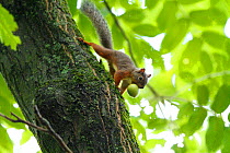 Japanese squirrel (Sciurus lis) carrying Walnut (Juglans ailantifolia) fruit, Mount Yatsugatake, Nagano Prefecture, Japan, August. Endemic species.