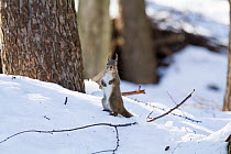 Japanese squirrel (Sciurus lis) standing on hind legs alert, Mount Yatsugatake, Nagano Prefecture, Japan, February. Endemic species.