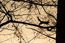 Japanese squirrel (Sciurus lis) jumping, silhouetted at dawn, Mount Yatsugatake, Nagano Prefecture, Japan, February. Endemic species.
