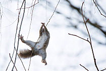 Japanese squirrel (Sciurus lis) trying to climb up a thin branch after an female in oestrus , Mount Yatsugatake, Nagano Prefecture, Japan, February. Endemic species.