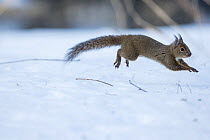Japanese squirrel (Sciurus lis) running after an female in oestrus in the snow, Mount Yatsugatake, Nagano Prefecture, Japan. Endemic species.