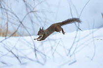Japanese squirrel (Sciurus lis) running after an female in oestrus in the snow, Mount Yatsugatake, Nagano Prefecture, Japan, February. Endemic species.