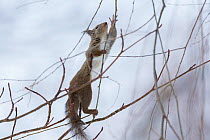 Japanese squirrel (Sciurus lis) male trying to climb up a thin branch after an female in oestrus , Mount Yatsugatake, Nagano Prefecture, Japan, February. Endemic species.