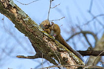 Japanese squirrel (Sciurus lis) oestrous female grooming, Mount Yatsugatake, Nagano Prefecture, Japan, February. Endemic species.