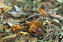 Pine cones chewed by Japanese squirrel (Sciurus lis) Mount Yatsugatake, Nagano Prefecture, Japan, October. Endemic species.