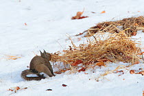 Japanese squirrel (Sciurus lis) collecting nest material , Mount Yatsugatake, Nagano Prefecture, Japan, February. Endemic species.