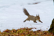 Japanese squirrel (Sciurus lis) running in snow, Mount Yatsugatake, Nagano Prefecture, Japan, February. Endemic species.