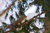 Japanese squirrel (Sciurus lis) eating snow for water, Mount Yatsugatake, Nagano Prefecture, Japan, February. Endemic species.