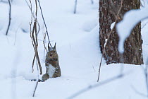 Japanese squirrel (Sciurus lis) searching for walnut buried in the snow, Mount Yatsugatake, Nagano Prefecture, Japan, February. Endemic species.