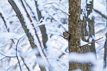 Japanese squirrel (Sciurus lis) feeding on walnut , Mount Yatsugatake, Nagano Prefecture, Japan, February. Endemic species.