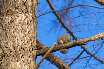 Japanese squirrel (Sciurus lis) resting on tree branch, Mount Yatsugatake, Nagano Prefecture, Japan, February. Endemic species.