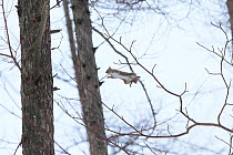 Japanese squirrel (Sciurus lis) jumping between branches, Mount Yatsugatake, Nagano Prefecture, Japan, February. Endemic species.