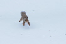 Japanese squirrel (Sciurus lis) running on snow , Mount Yatsugatake, Nagano Prefecture, Japan, February. Endemic species.