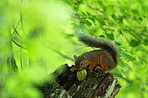 Japanese squirrel (Sciurus lis) hiding a Walnut (Juglans ailantifolia) , Mount Yatsugatake, Nagano Prefecture, Japan, July. Endemic species.