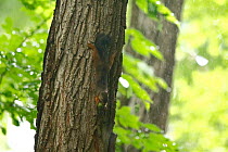 Japanese squirrel (Sciurus lis) carrying Walnut (Juglans ailantifolia) fruit, Mount Yatsugatake, Nagano Prefecture, Japan, July. Endemic species.