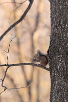 Japanese squirrel (Sciurus lis) feeding on walnut , Mount Yatsugatake, Nagano Prefecture, Japan, January. Endemic species.