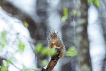 Japanese squirrel (Sciurus lis) feeding on chestnut, with hair standing on ends in snow, Mount Yatsugatake, Nagano Prefecture, Japan, April. Endemic species.
