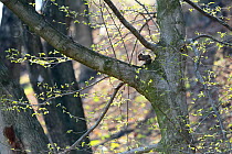 Japanese squirrel (Sciurus lis) feeding on walnut in forest in spring, , Mount Yatsugatake, Nagano Prefecture, Japan, April. Endemic species.