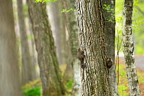 Japanese squirrels (Sciurus lis) on tree trunk in the spring forest , Mount Yatsugatake, Nagano Prefecture, Japan, April. Endemic species.
