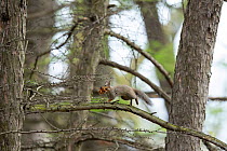 Japanese squirrel (Sciurus lis) collecting nest material , Mount Yatsugatake, Nagano Prefecture, Japan, April. Endemic species.