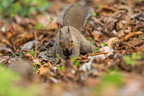 Japanese squirrel (Sciurus lis) caching walnut, Mount Yatsugatake, Nagano Prefecture, Japan, April. Endemic species.