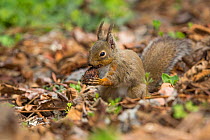 Japanese squirrel (Sciurus lis) feeding on walnut removed from cache, Mount Yatsugatake, Nagano Prefecture, Japan, April. Endemic species.
