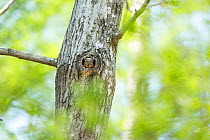 Japanese squirrel (Sciurus lis) mother peering out of nest in tree hole, Mount Yatsugatake, Nagano Prefecture, Japan, May. Endemic species.