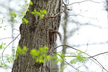 Japanese squirrel (Sciurus lis) mother to entering the nest, Mount Yatsugatake, Nagano Prefecture, Japan, April. Endemic species.