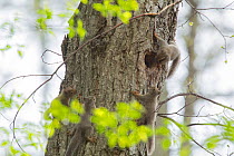 Japanese squirrel (Sciurus vularis) pups playing around nest , Mount Yatsugatake, Nagano Prefecture, Japan, April. Endemic species.