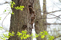 Japanese squirrel (Sciurus vularis) pups playing around nest , Mount Yatsugatake, Nagano Prefecture, Japan, April. Endemic species.