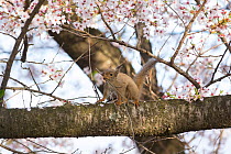 Japanese squirrel (Sciurus lis) collecting nest material , Mount Yatsugatake, Nagano Prefecture, Japan, May. Endemic species.